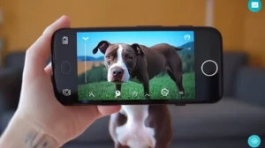 Descubra Aplicativos para Pesar Animais